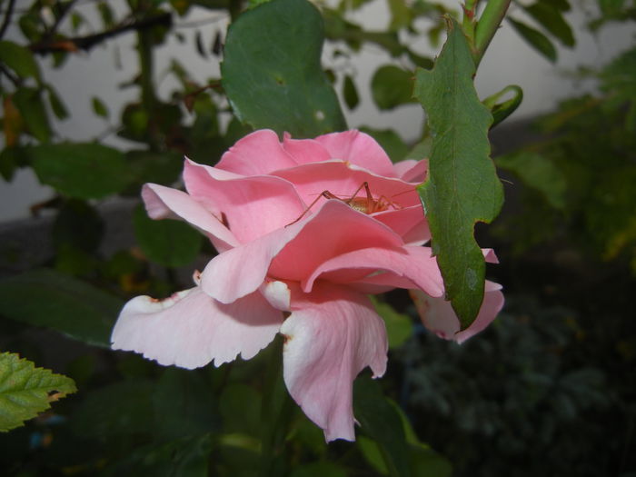 Rose Queen Elisabeth (2014, Sep.21)