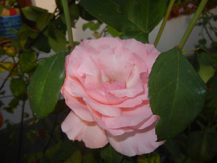 Rose Queen Elisabeth (2014, Sep.21)