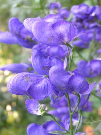 P7060084; Omag de toamna
