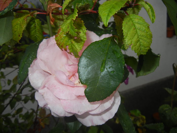 Rose Queen Elisabeth (2014, Sep.26)