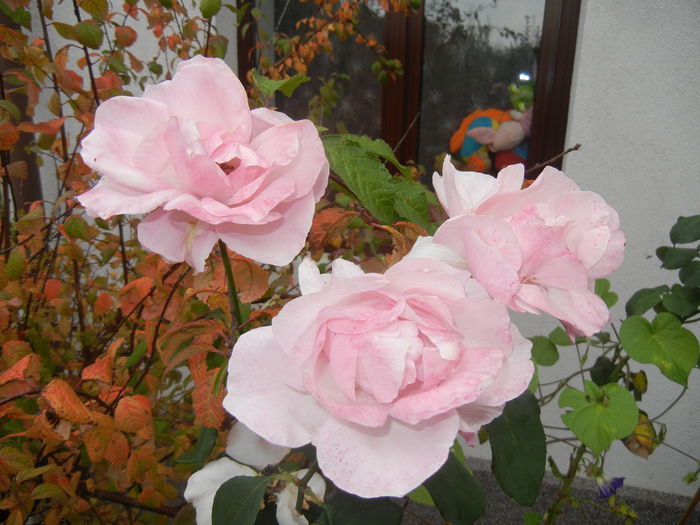 Rose Queen Elisabeth (2014, Oct.09)