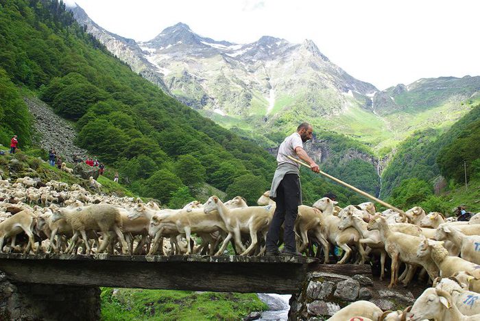 Trecerea unui parau cu oile - Rase de oi si capre-Poze deosebite 2