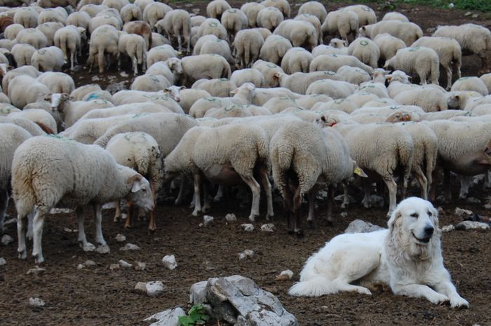 Oitele cu pazitorul lor alb - Rase de oi si capre-Poze deosebite 2