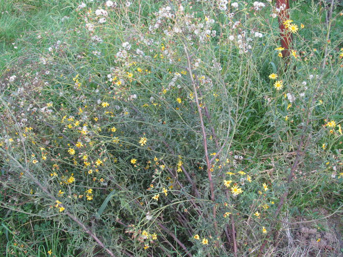  - Diverse 1 - Plimbari