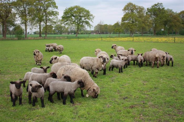 Oi si miei Hampshire Down la camp - Rase de oi si capre-Poze deosebite 2