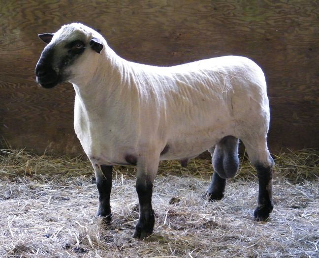 Hampshire Down berbec tuns - Rase de oi si capre-Poze deosebite 2