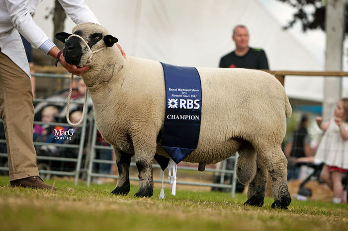 Berbec Hampshire Down campion - Rase de oi si capre-Poze deosebite 2