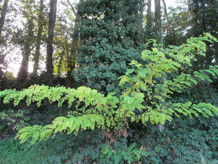  - Diverse 1 - Plimbari