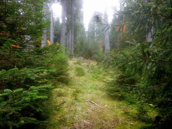 Padure valea Gutanului; bucegi munte molid
