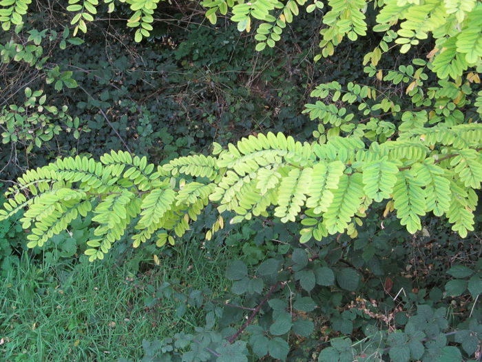  - Diverse 1 - Plimbari