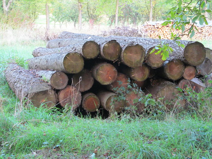  - Diverse 1 - Plimbari