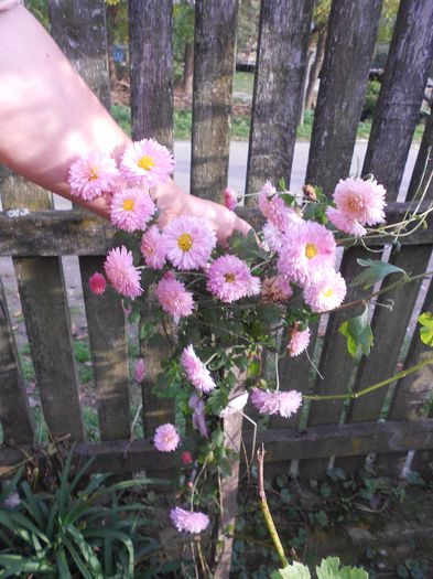 Picture 002 - plante de gradina