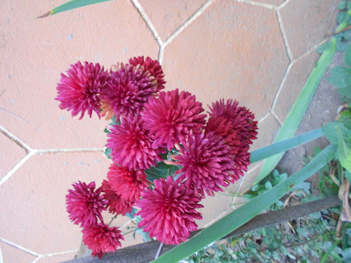 Picture 021 - plante de gradina