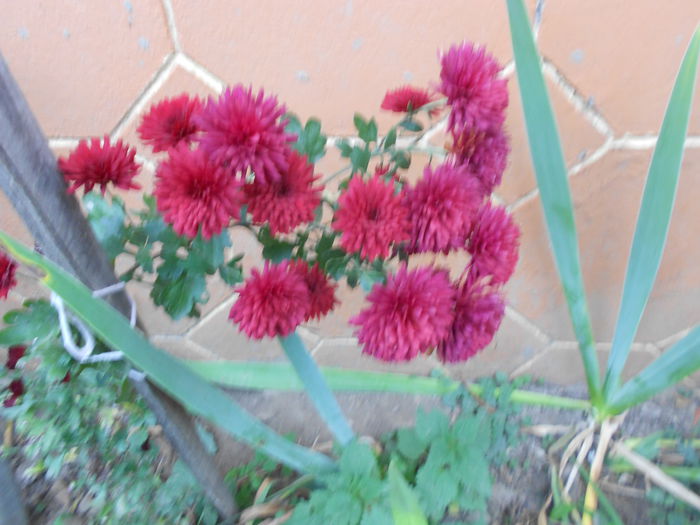 Picture 020 - plante de gradina