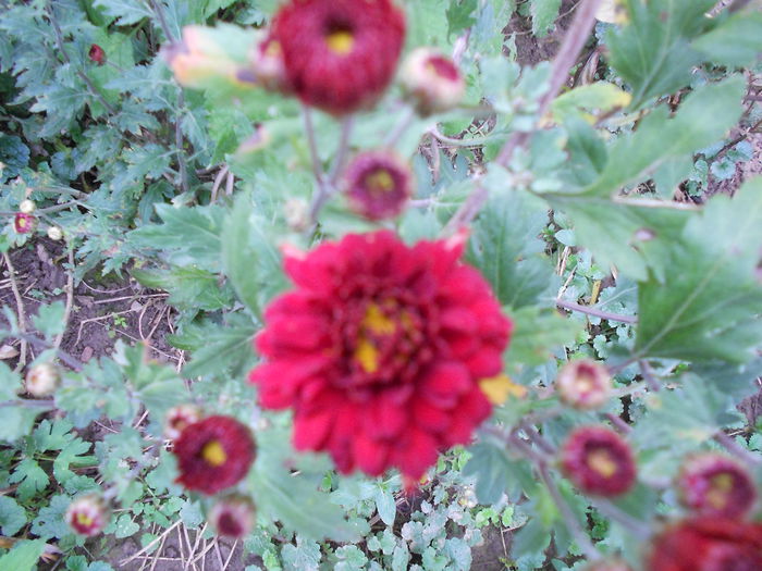 Picture 019 - plante de gradina