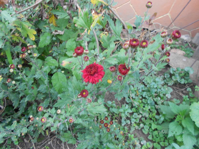 Picture 018 - plante de gradina