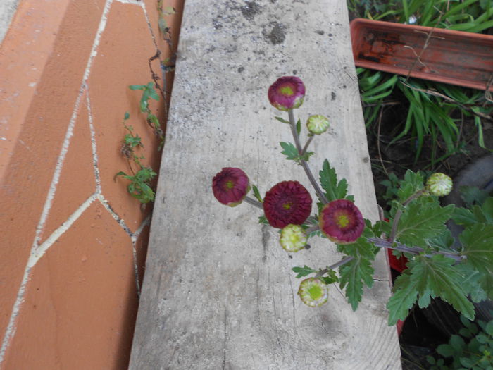 Picture 023 - plante de gradina