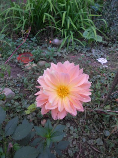 Picture 006 - plante de gradina