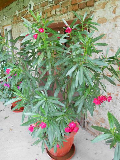 Picture 036 - diverse plante de camera