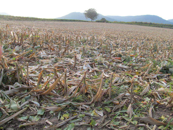  - Diverse 1 - Plimbari