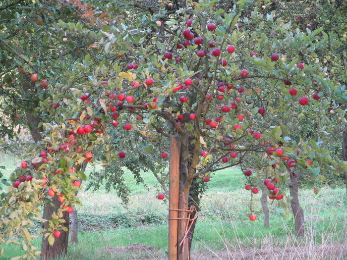  - Diverse 1 - Plimbari