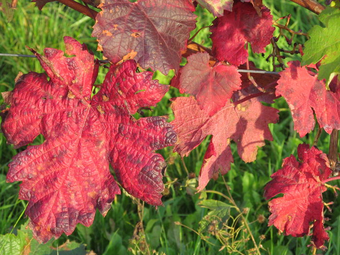  - Diverse 1 - Plimbari