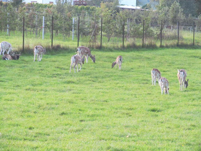  - Diverse 1 - Plimbari