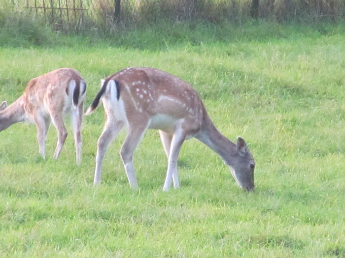  - Diverse 1 - Plimbari