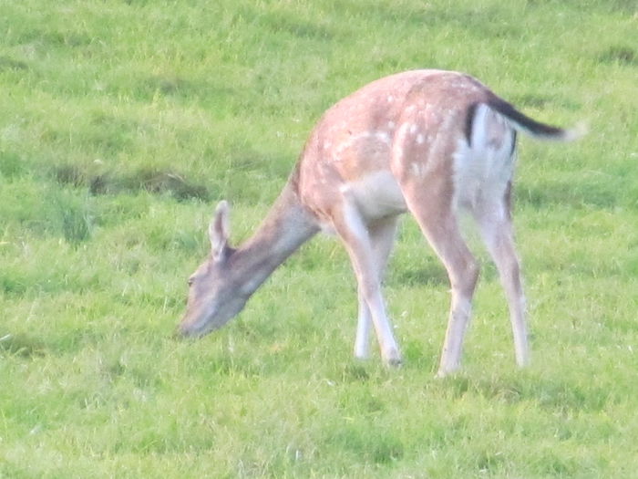  - Diverse 1 - Plimbari