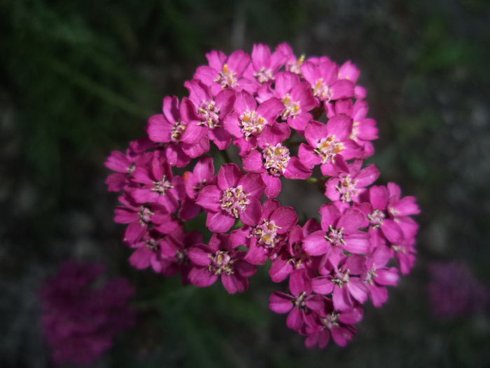 CODITA SORICELULUI