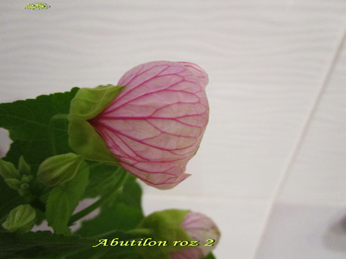 Abutilon roz 2 (17-X-2014) Abutilon roz 2 (17-X-2014)