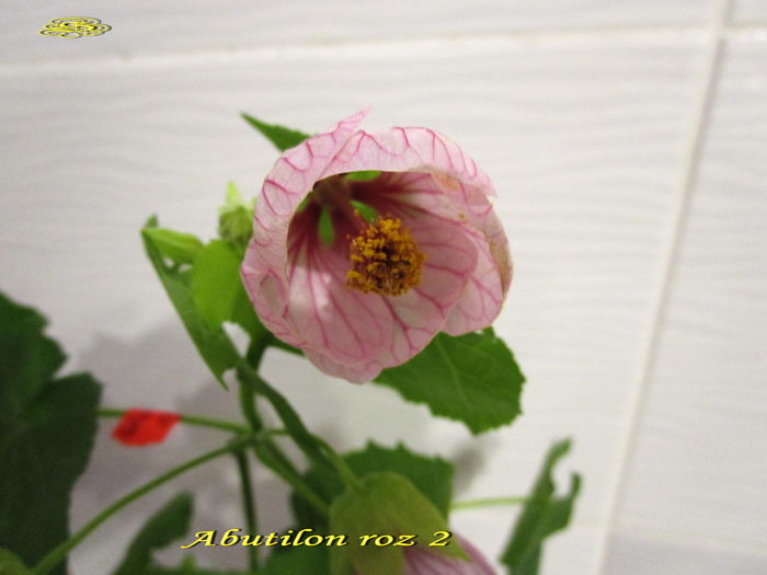 Abutilon roz 2(17-X-2014) Abutilon roz 2(17-X-2014)