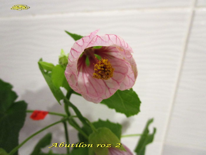 Abutilon roz 2(17-X-2014)