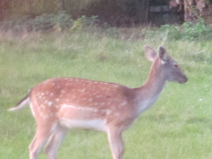  - Diverse 1 - Plimbari