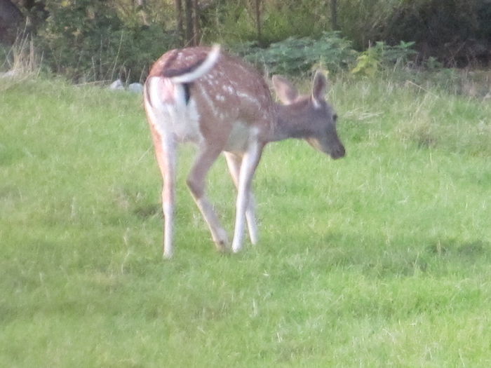  - Diverse 1 - Plimbari