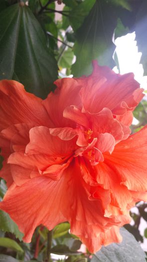 20141017_100438 - Hibiscusi