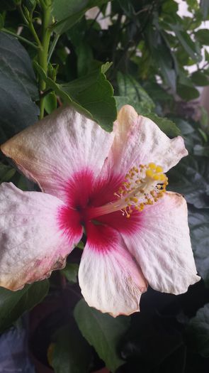 20141017_100347 - Hibiscusi