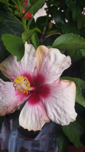 20141017_100358 - Hibiscusi