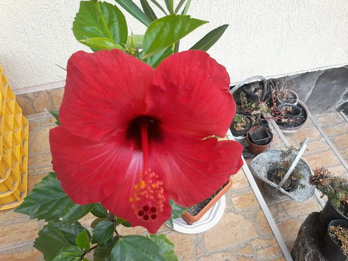 20141017_104336 - Hibiscus 2014-2015