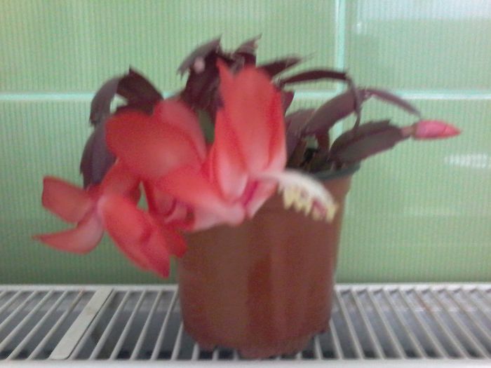 20141017_112737 - FLORILE  MELE