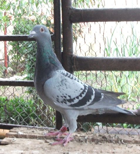 zburata 4 etape si pierduta