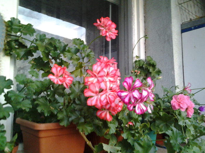 Fotografie0405 - flori balcon
