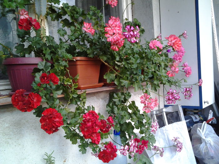 Fotografie0383 - flori balcon