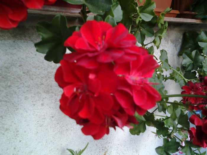 Fotografie0384 - flori balcon