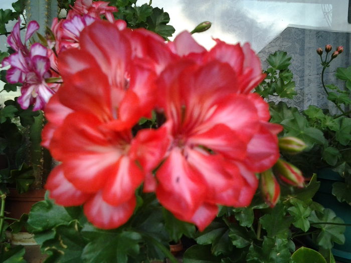Fotografie0385 - flori balcon