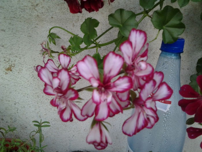 Fotografie0386 - flori balcon