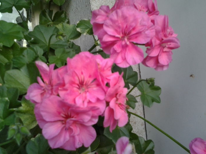Fotografie0387 - flori balcon