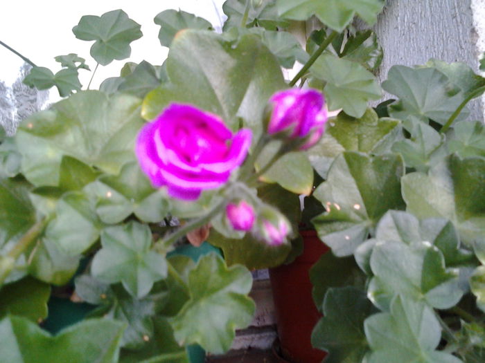 Fotografie0388 - flori balcon