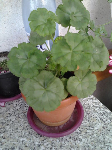 muscata din seminte - flori balcon