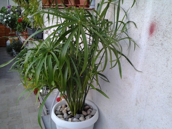 Fotografie0390 - flori balcon